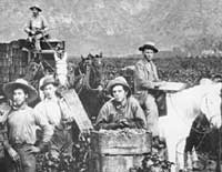 Farm workers during 1910 grape harvest in California.
